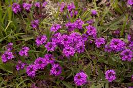 Image of tuberous vervain