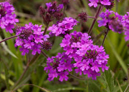 Image of tuberous vervain