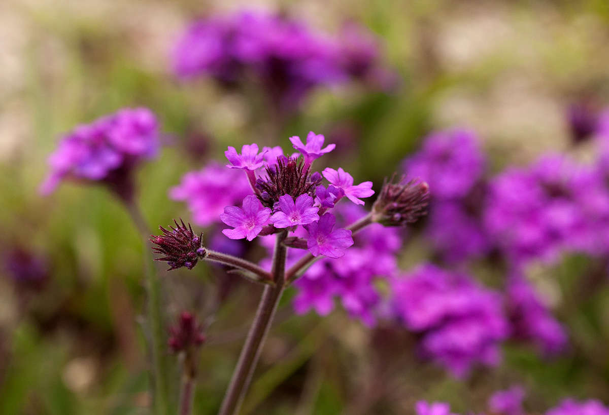 Image of tuberous vervain