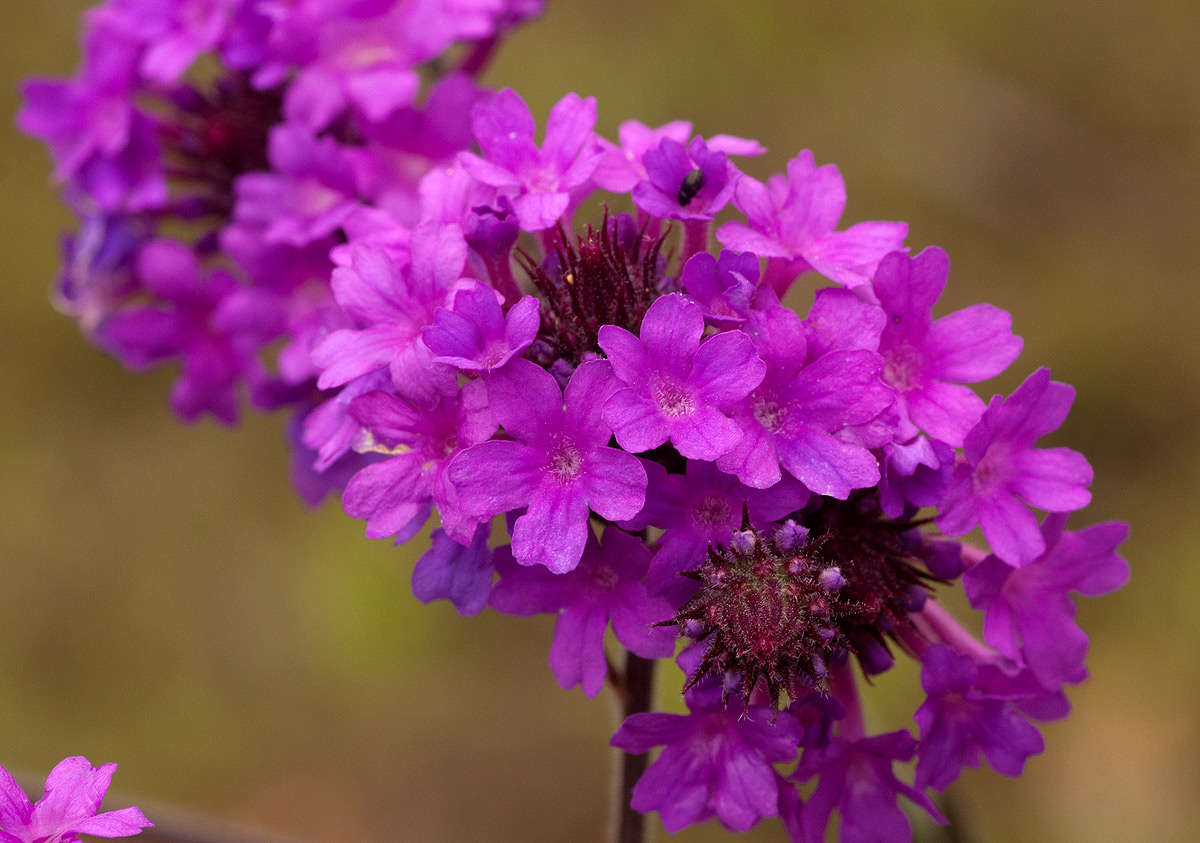 Image of tuberous vervain