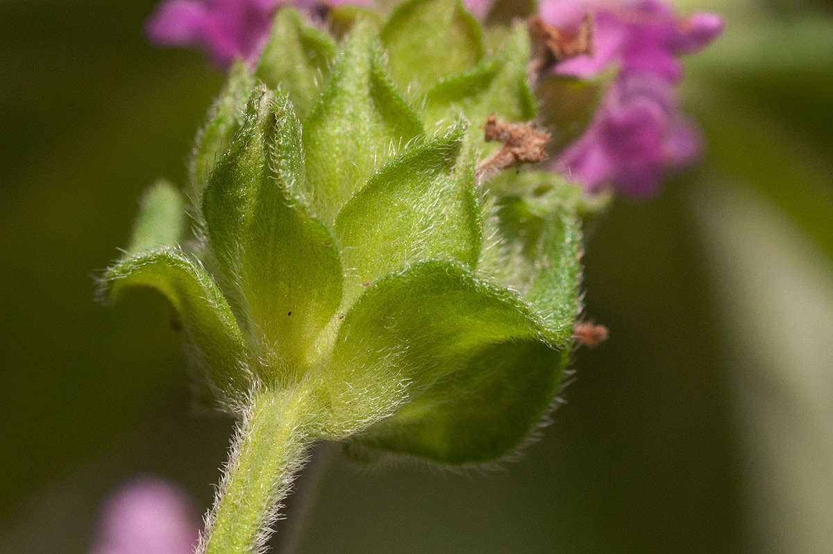 Image of lantana