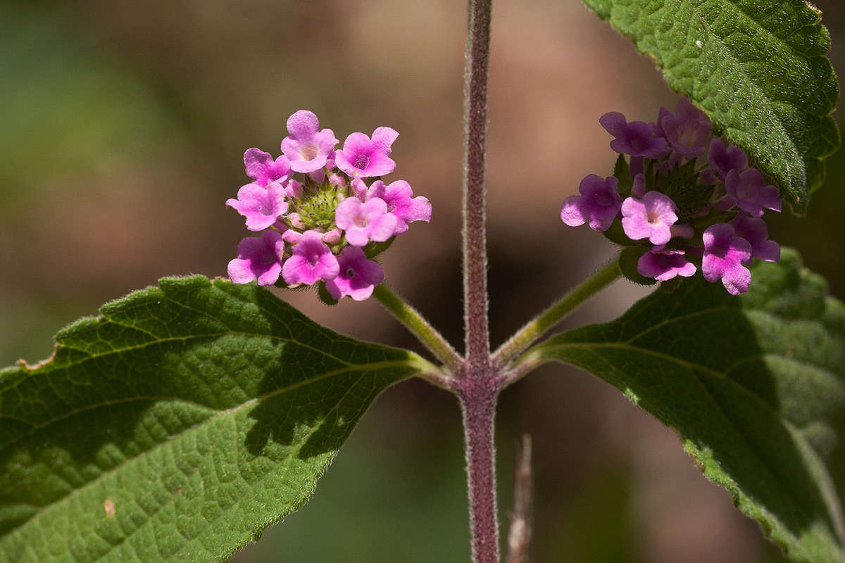 Image of lantana