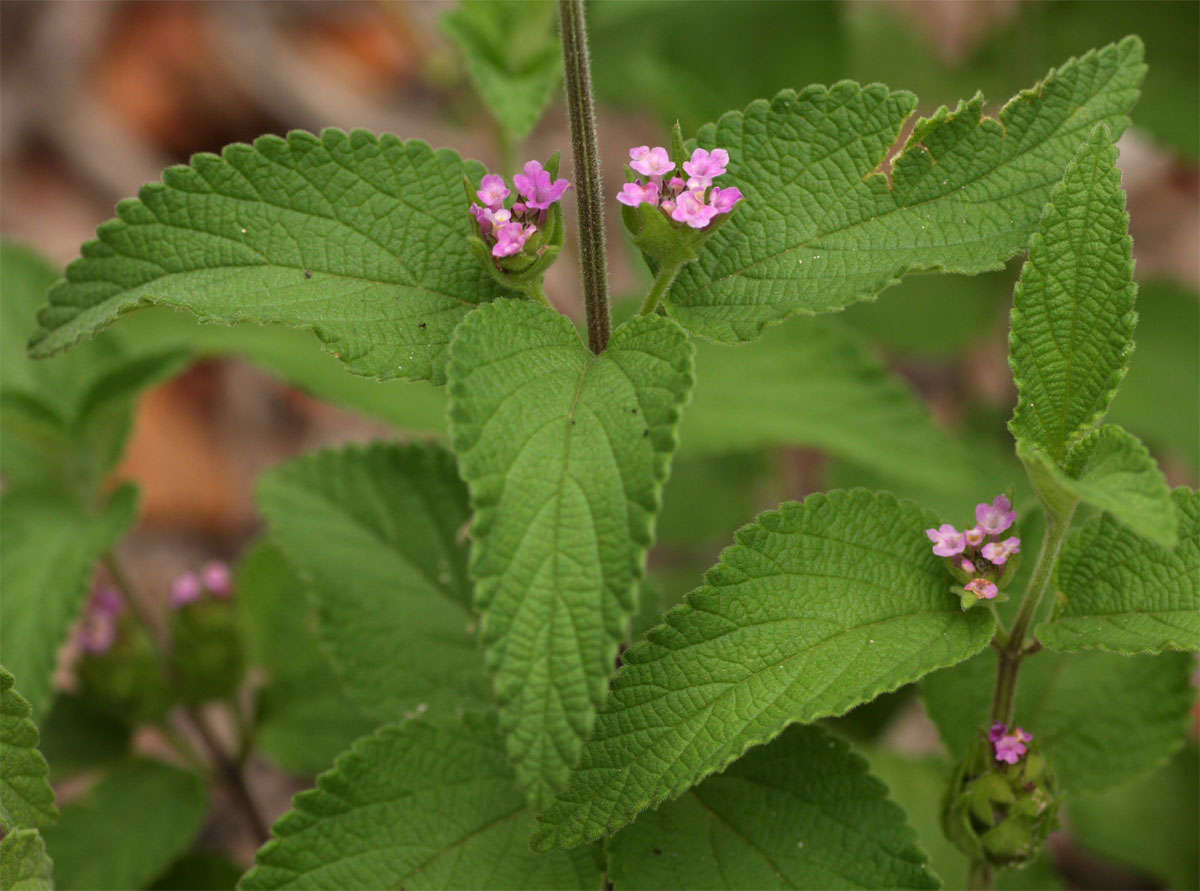 Image of lantana