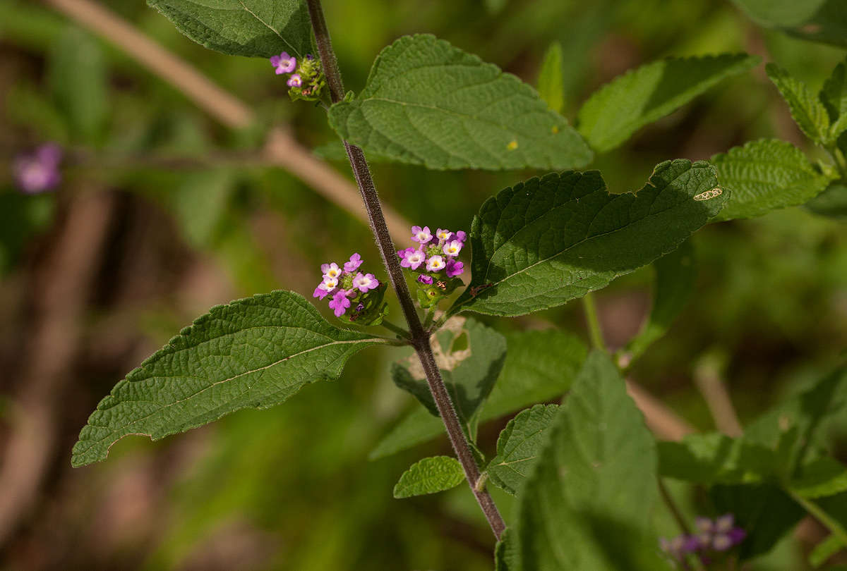 Image of lantana