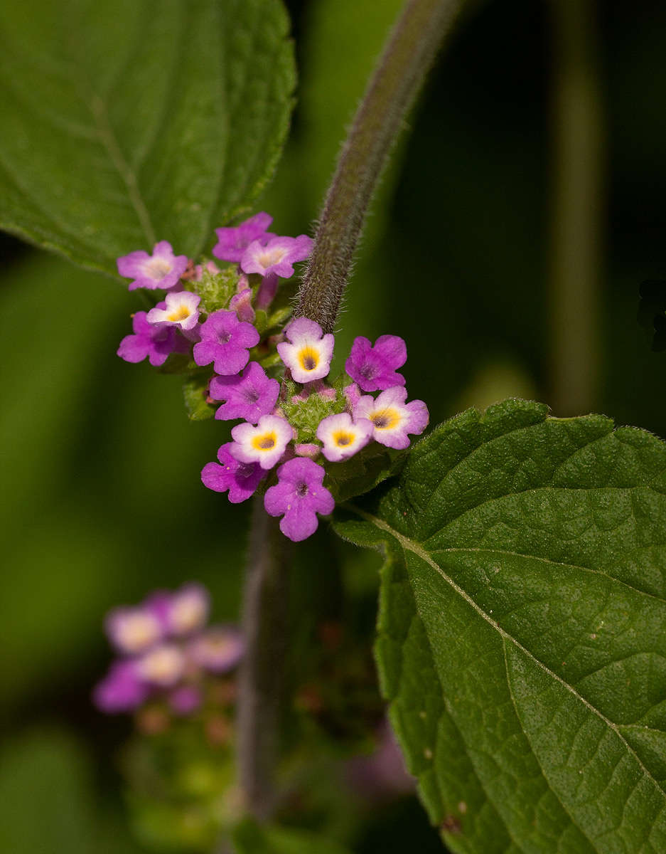 Image of lantana