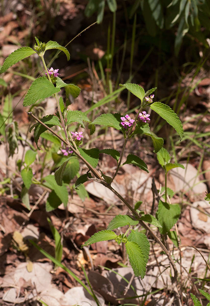 Image of lantana