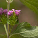 Image de Lantana angolensis Moldenke