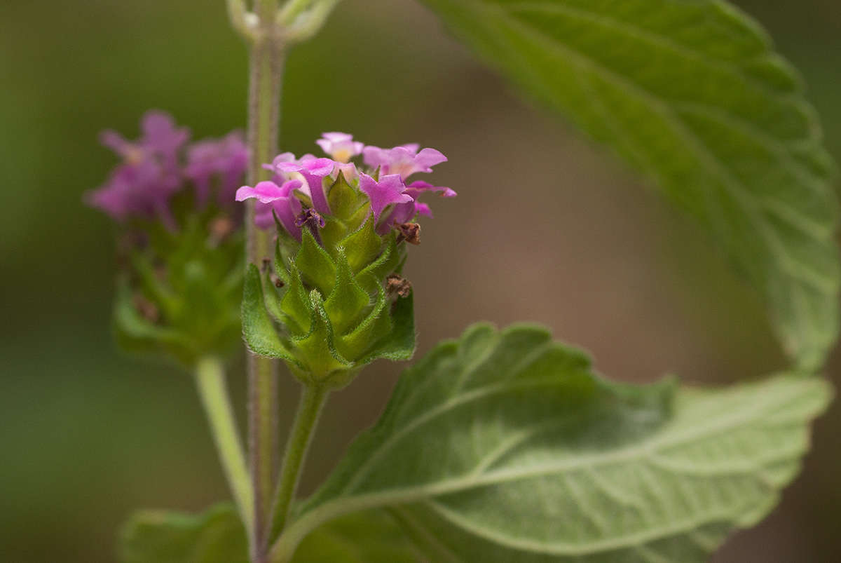 Image of lantana