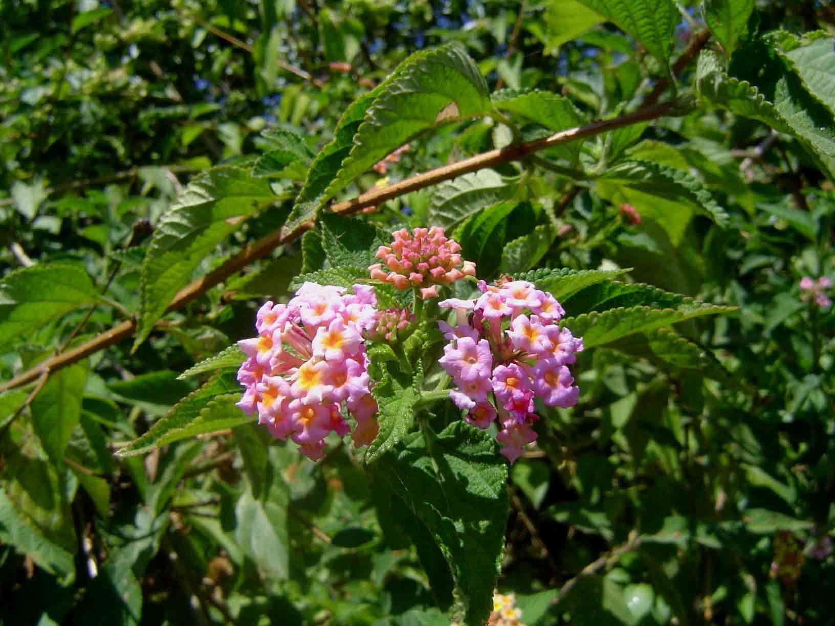 Image of lantana