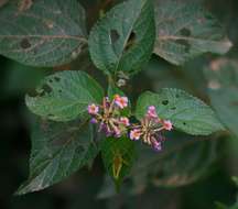 Image of lantana