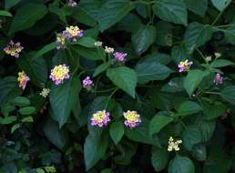 Image of lantana