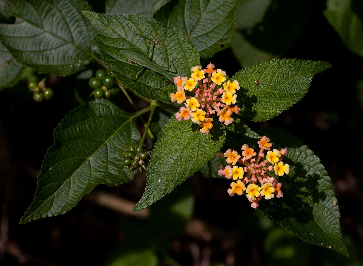 Image of lantana