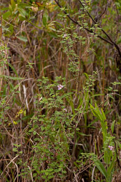 Image of Lantana moldenkei R. Fern.