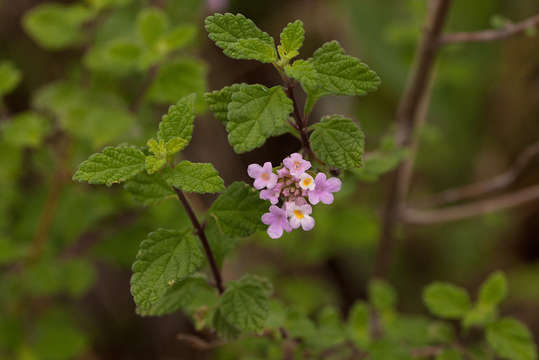 Image of Lantana moldenkei R. Fern.