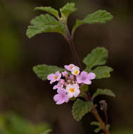 Image of Lantana moldenkei R. Fern.