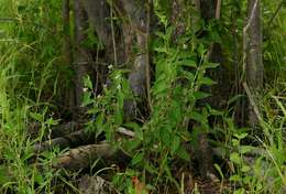 Image of Grassland lantana