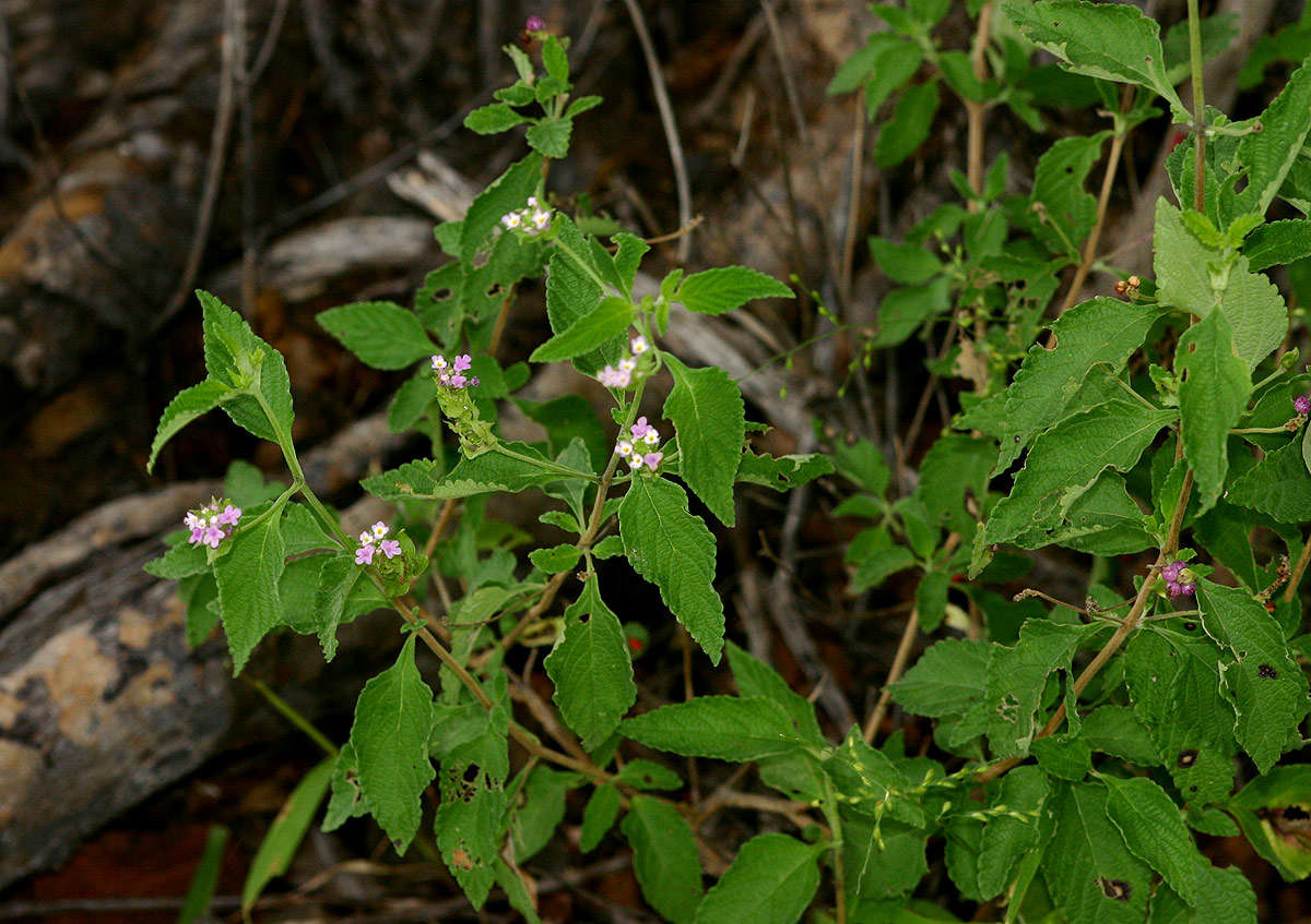 Image of Grassland lantana