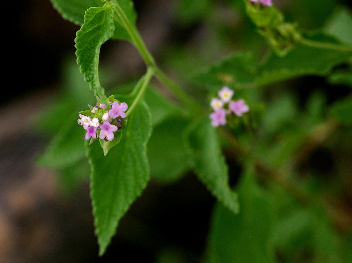 Image de Lantana rugosa Thunb.