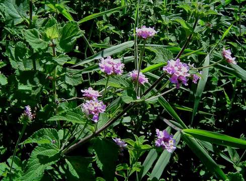 Lantana swynnertonii Moldenke的圖片