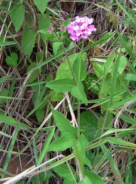 Plancia ëd Lantana swynnertonii Moldenke