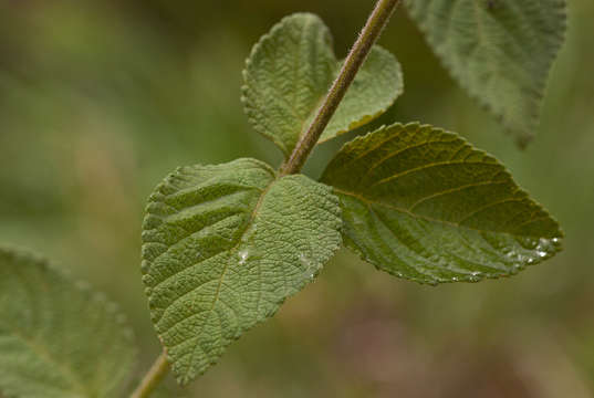 Plancia ëd Lantana swynnertonii Moldenke