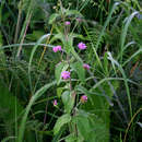 Sivun Lantana swynnertonii Moldenke kuva