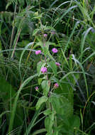 Sivun Lantana swynnertonii Moldenke kuva