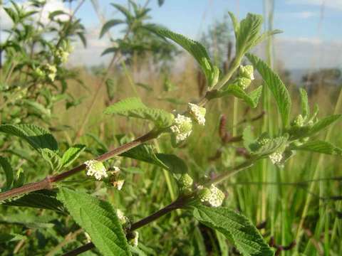 Imagem de Lippia