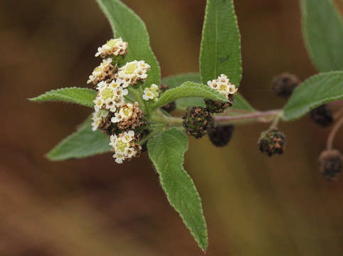 Plancia ëd Lippia