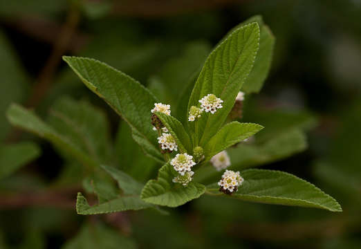 Слика од Lippia