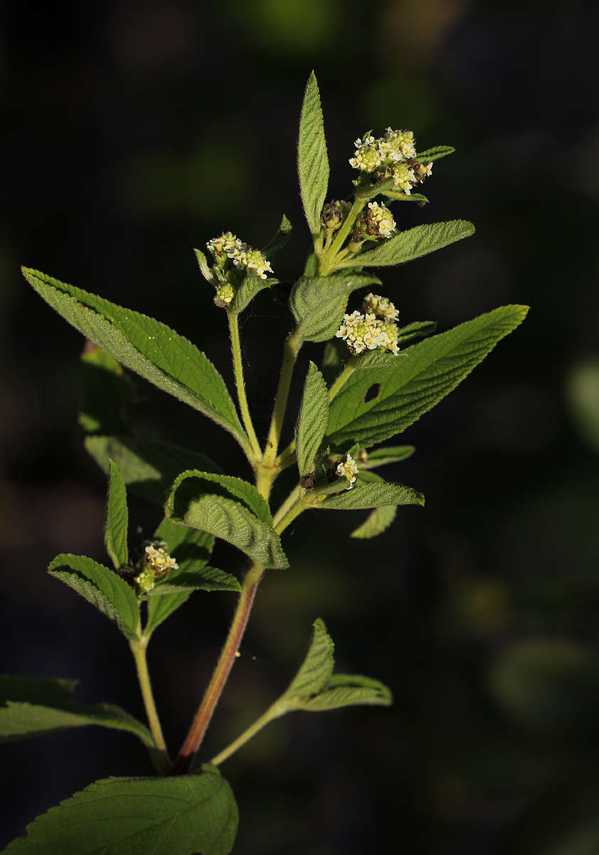 Plancia ëd Lippia