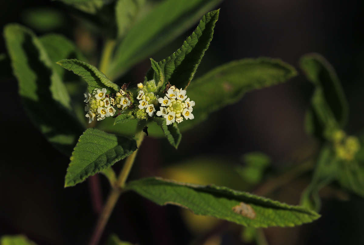 Plancia ëd Lippia