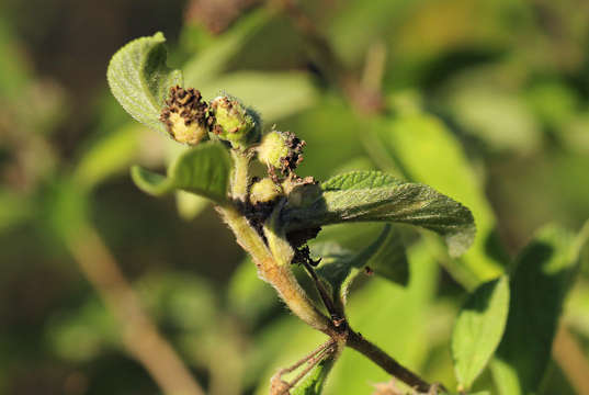 Plancia ëd Lippia