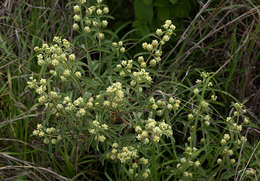 Image of Lippia oatesii Rolfe