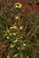 Image of Lippia oatesii Rolfe