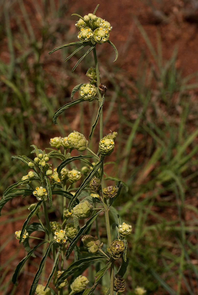 Image of Lippia oatesii Rolfe