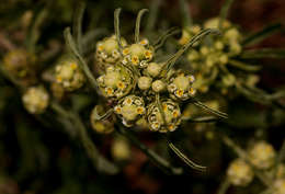 Image of Lippia oatesii Rolfe