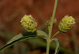 Image of Lippia oatesii Rolfe