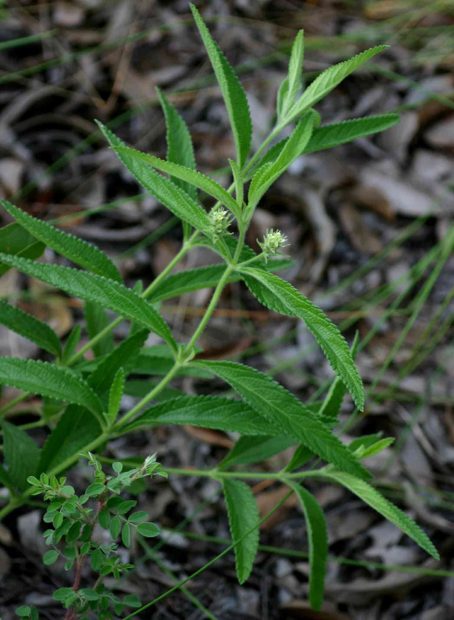 Image of Lippia woodii Moldenke