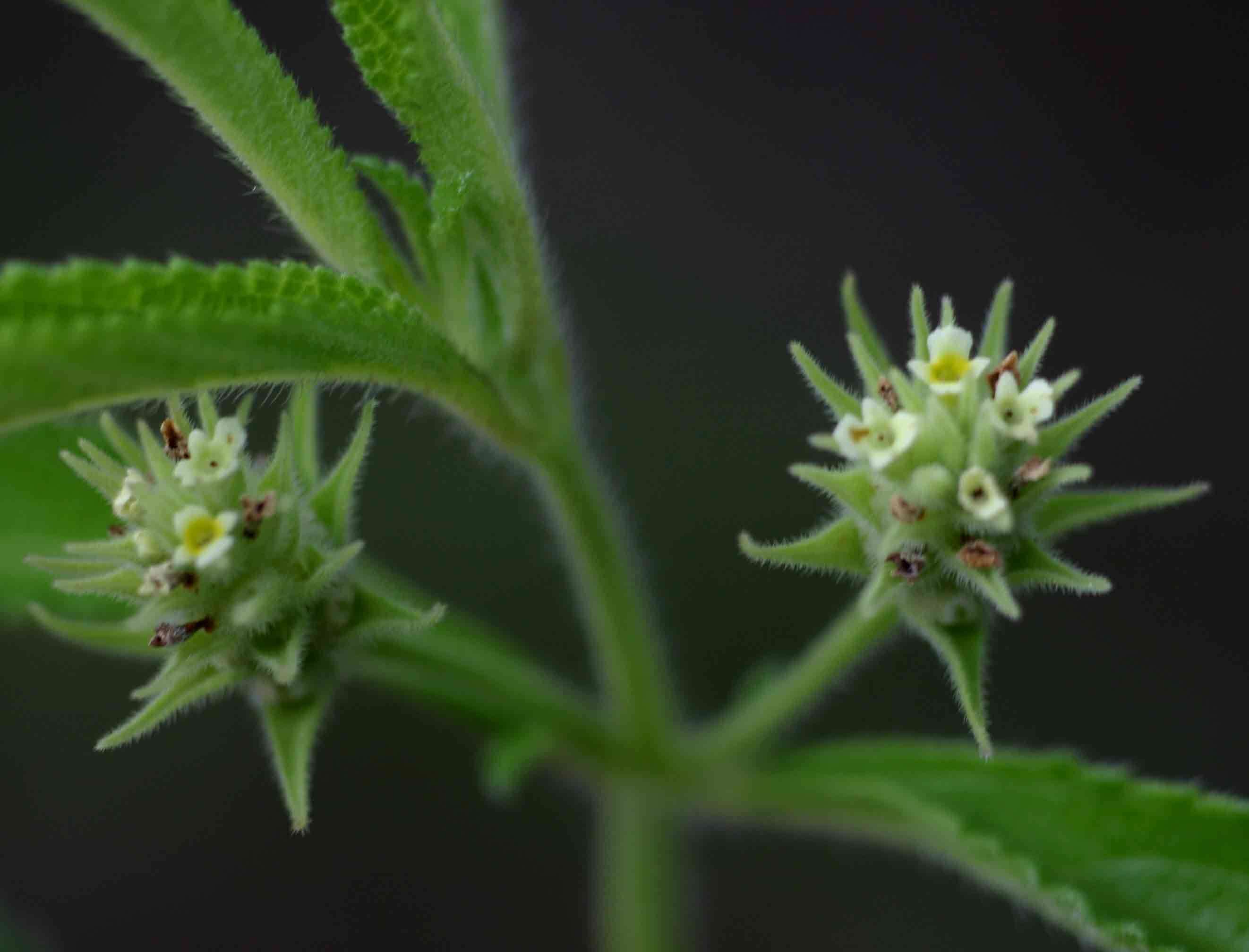 Image of Lippia woodii Moldenke