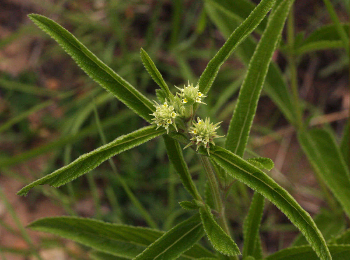 Image of Lippia woodii Moldenke