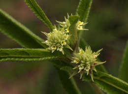 Image of Lippia woodii Moldenke