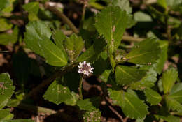 Image of fogfruit