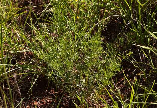 Image of Chascanum pinnatifidum (L. fil.) E. Mey.