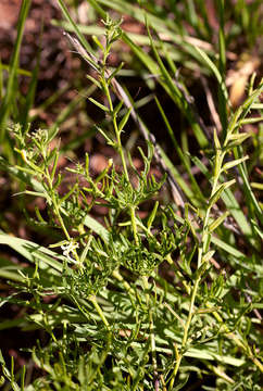 Imagem de Chascanum pinnatifidum (L. fil.) E. Mey.