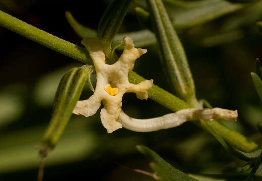 Imagem de Chascanum pinnatifidum (L. fil.) E. Mey.