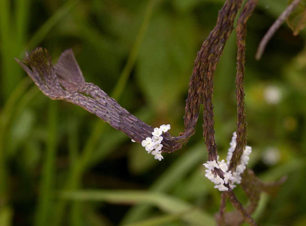 Слика од Stachytarpheta