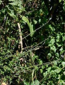 Image of Priva flabelliformis (Moldenke) R. Fern.