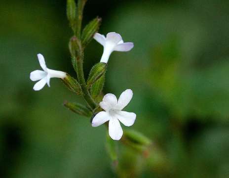 Image of Priva flabelliformis (Moldenke) R. Fern.