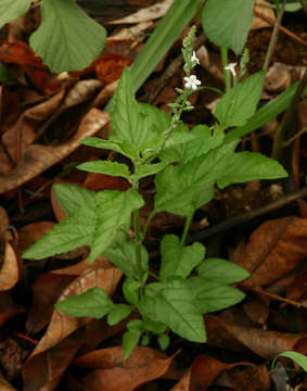 Image of Priva flabelliformis (Moldenke) R. Fern.